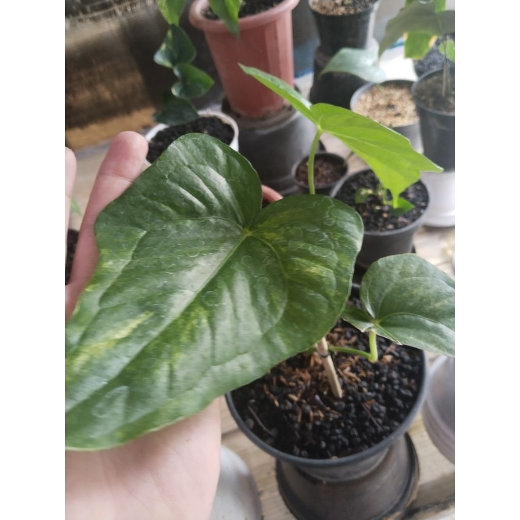 anthurium jari varigata nempel bonggol ( tunas banyak )