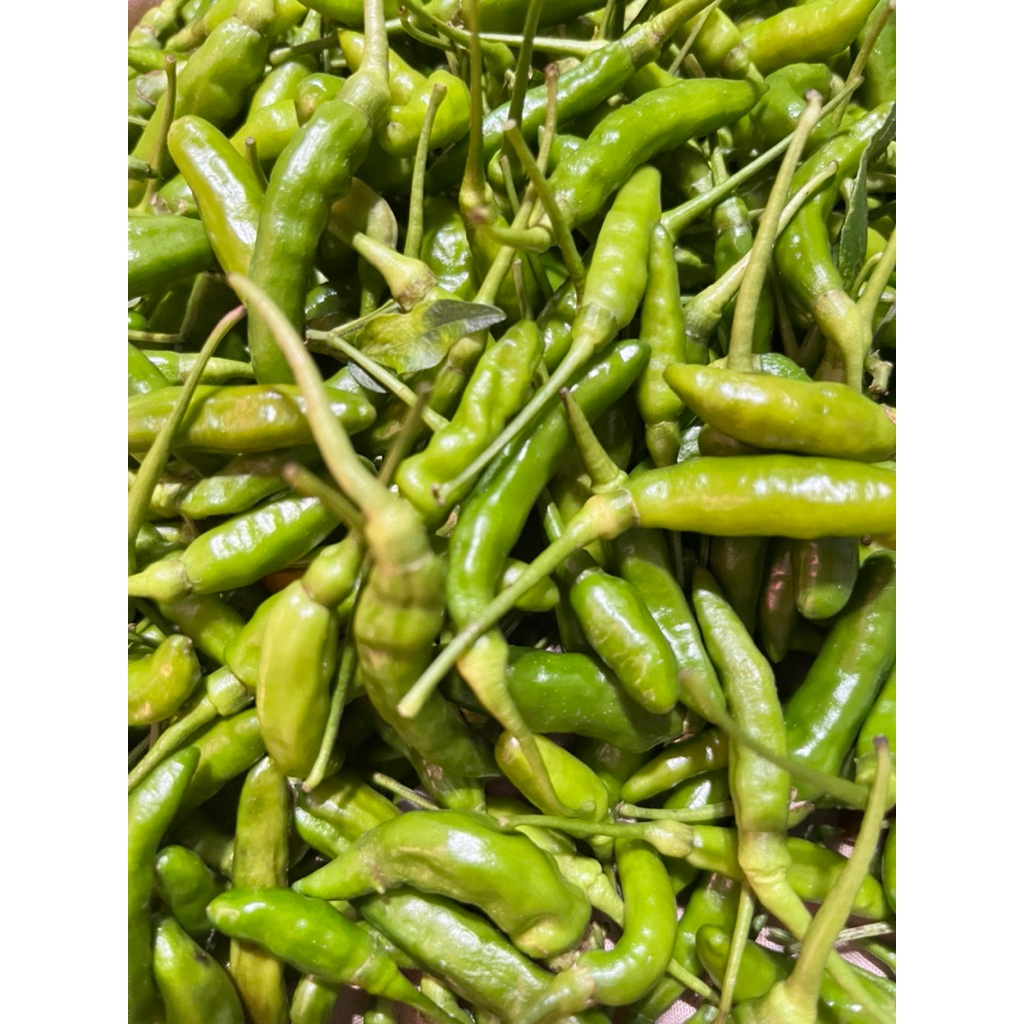 

CABAI HIJAU 500gr FRESH DARI PETANI GUNUNG