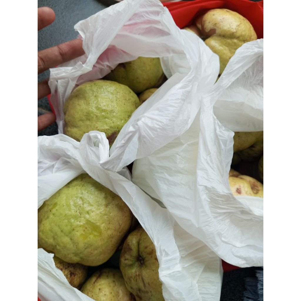 

Jambu kristal tidak mulus alias sisa sortiran