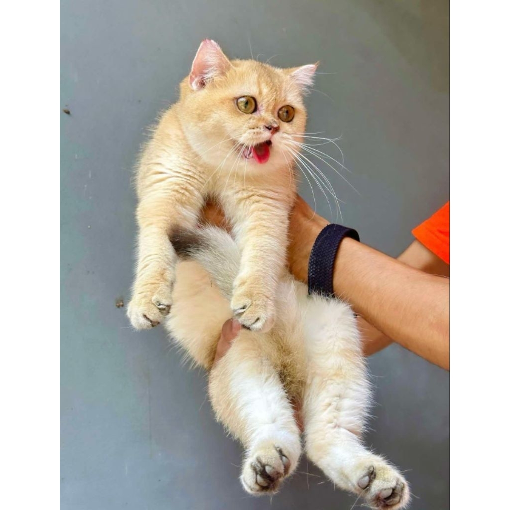 kitten bsh golden ny12 betina | anak kucing british shorthair