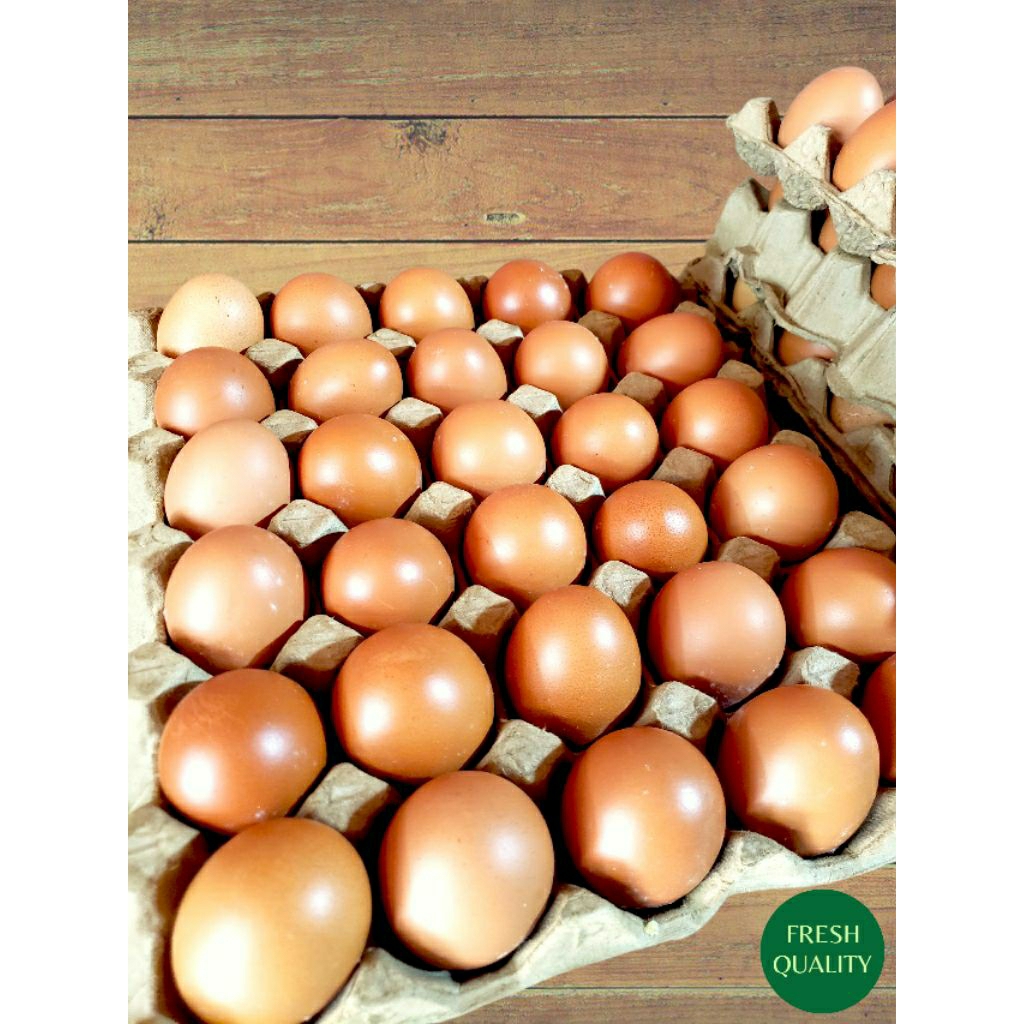 

Telur Ayam Negeri Kualitas Terbaik Cangkang Merah Fresh Langsung dari Ternak isi 5kg