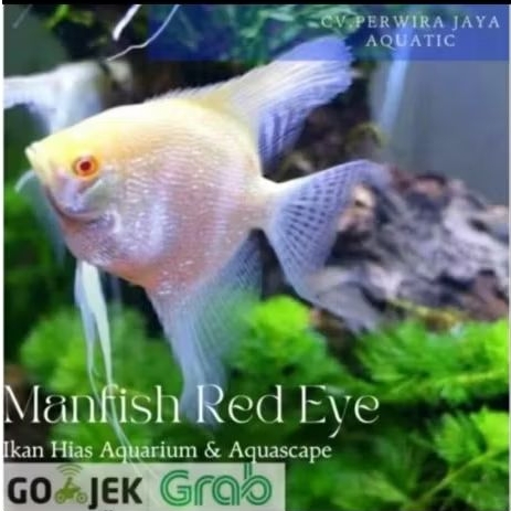 Manfish Red Eye Good Quality Hiasan Aquarium Dan Aquascape