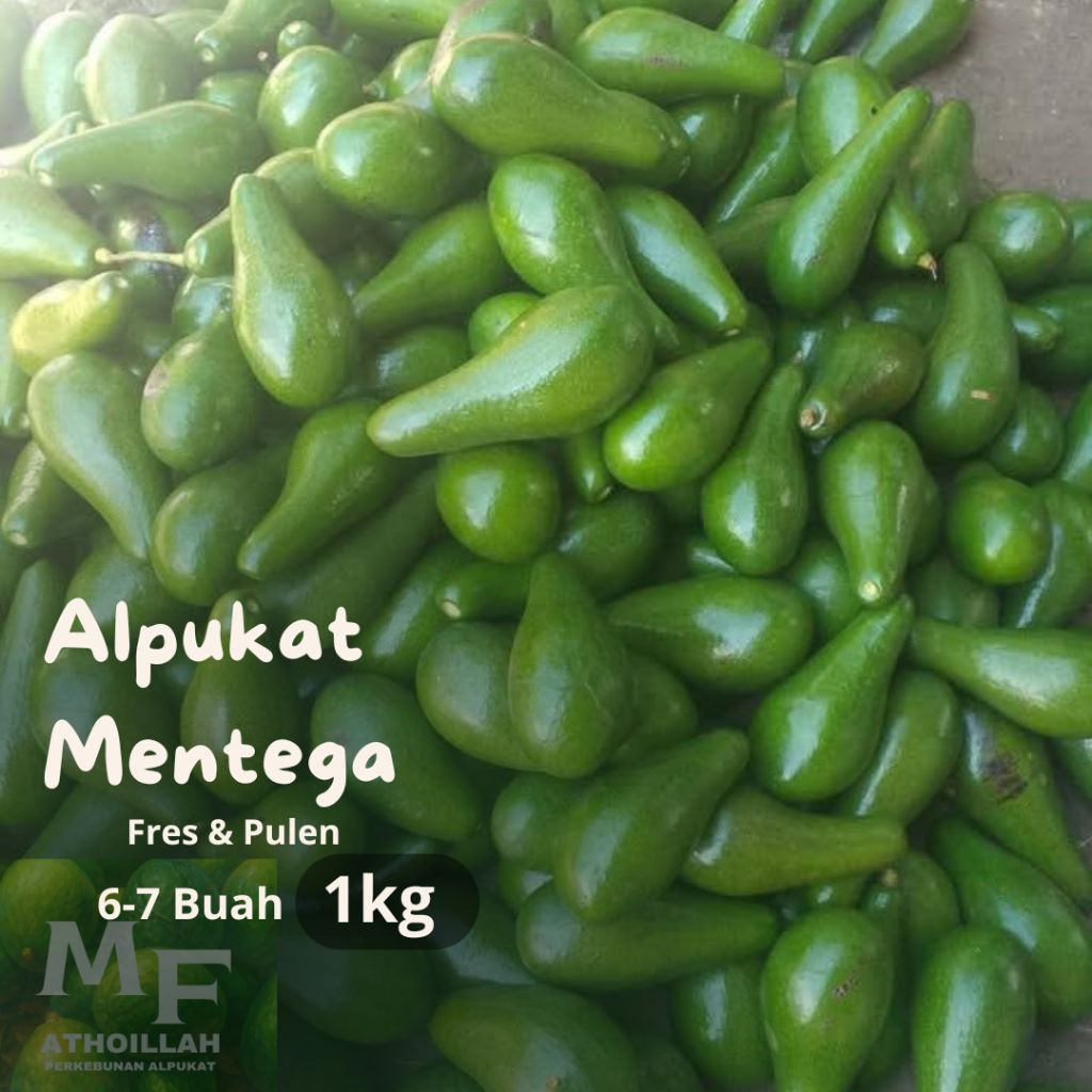 

Alpukat Mentega Kecil Lokal Bogor 1kg isi 6-7 Buah