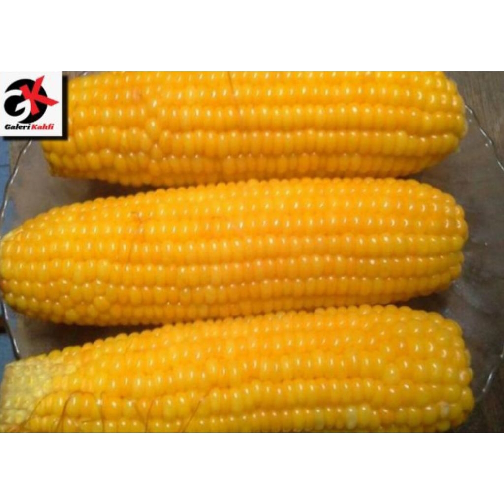 

Jagung Manis Segar Fresh Berkualitas - 500gr