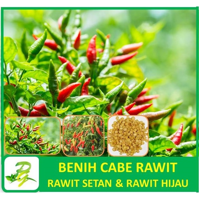PEERINA  Benih Cabe Rawit : Cabe Rawit Hijau Cabe Rawit Orange Hot Pepper/Cabe Setan Unggul