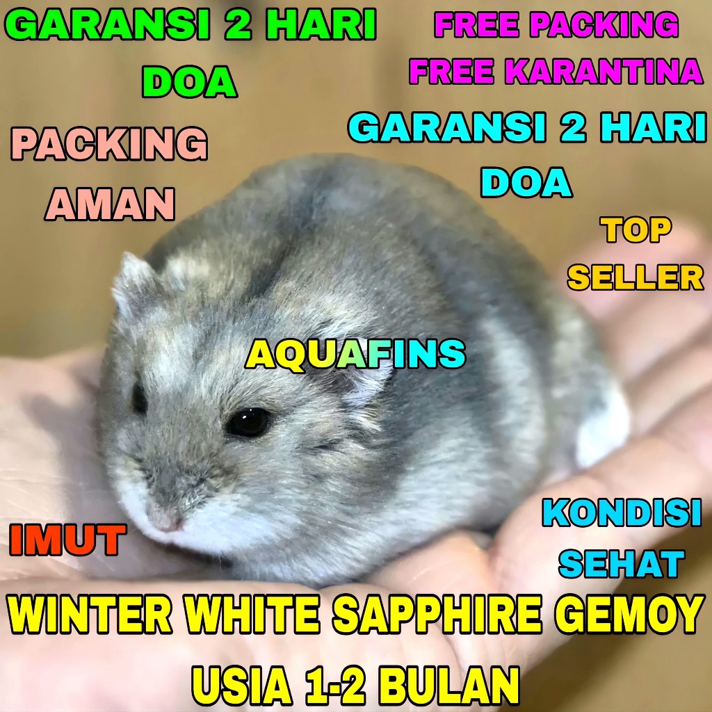 HIASAN HAMSTER WINTER WHITE SAPPHIRE CHUBBY FACE GEMOY USIA 1-2 BULAN