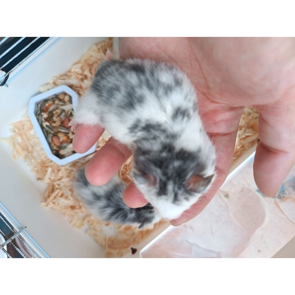 Anakan Hamster Syrian Fujiyama ( PALEMBANG ONLY)