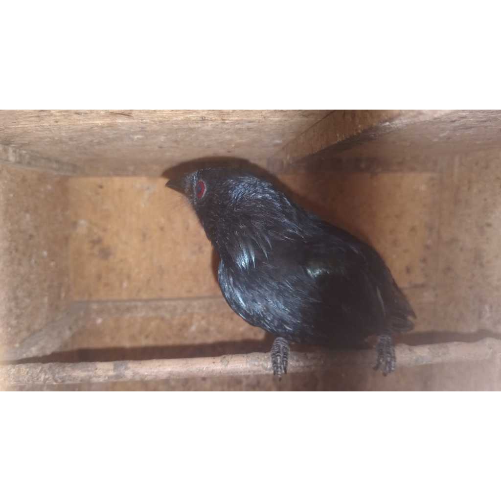 Srigunting Hitam Bekasi