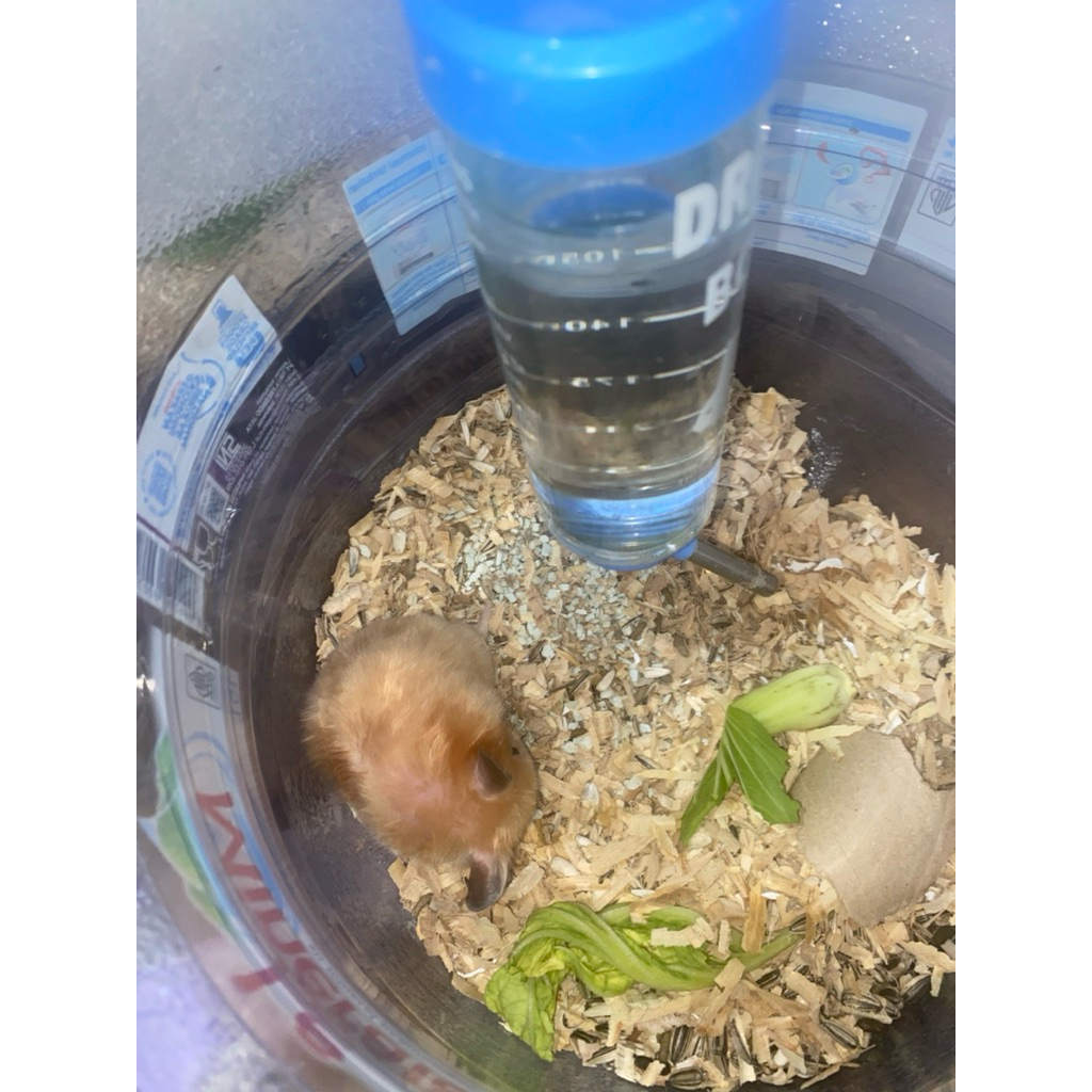 Hamster Syrian Syirian Sirian Indukan Yellow Satin (bulu mengkilap)