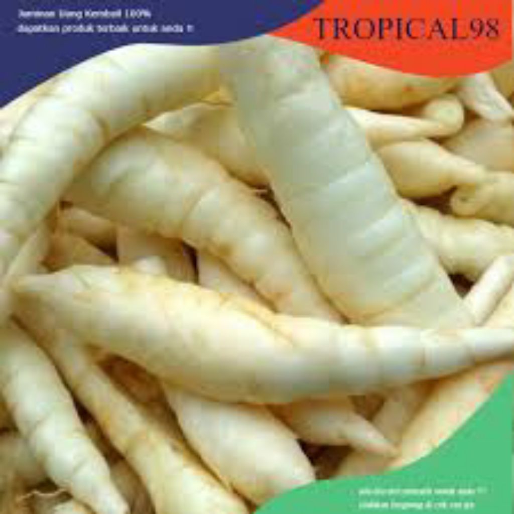 

Ubi Garut Segar 1Kilogram