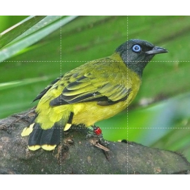 Kutilang Sutra Bekasi