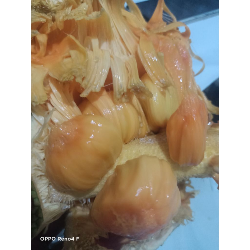 

cempedak per 1 biji random harga perbiji manis daging orange