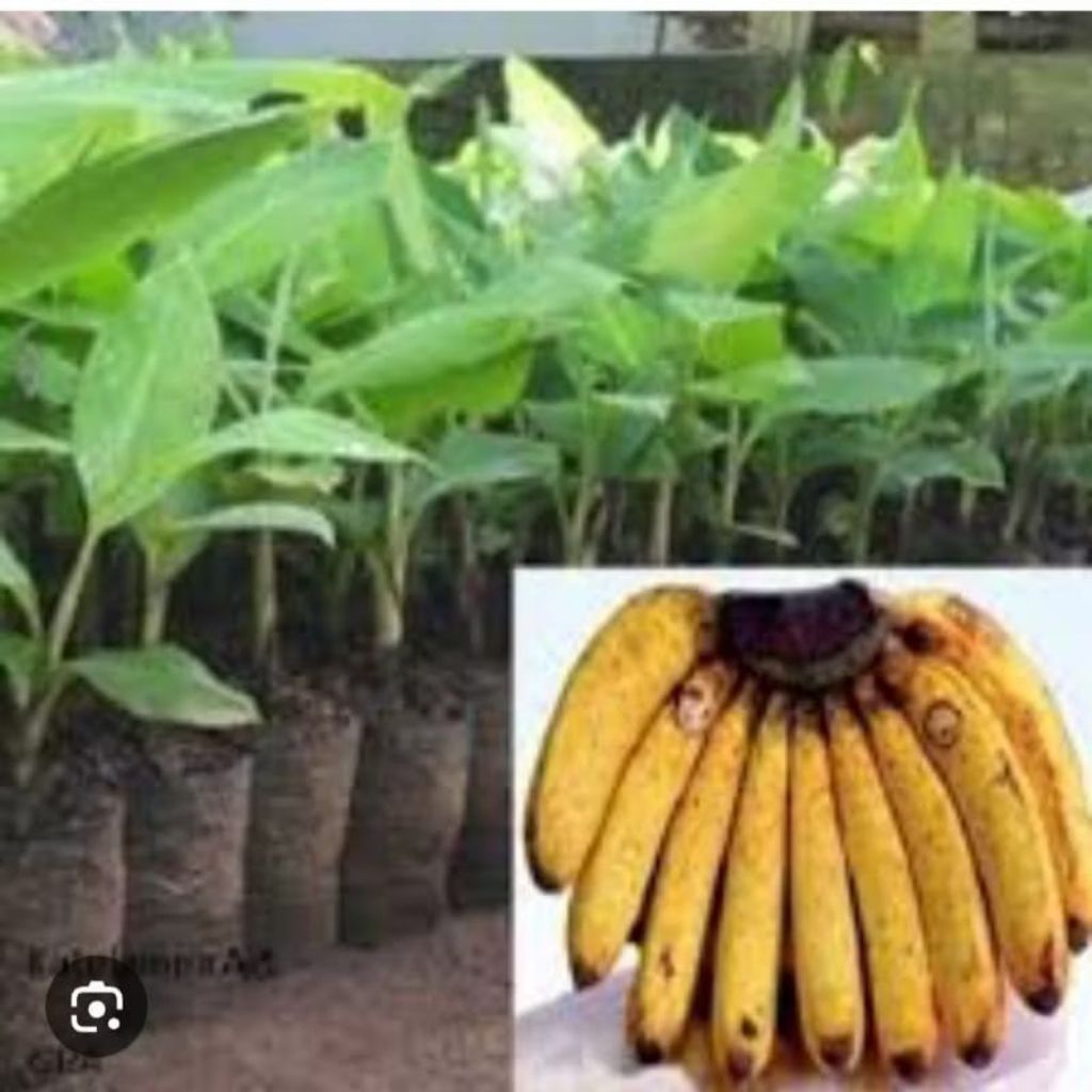bibit pisang barangan