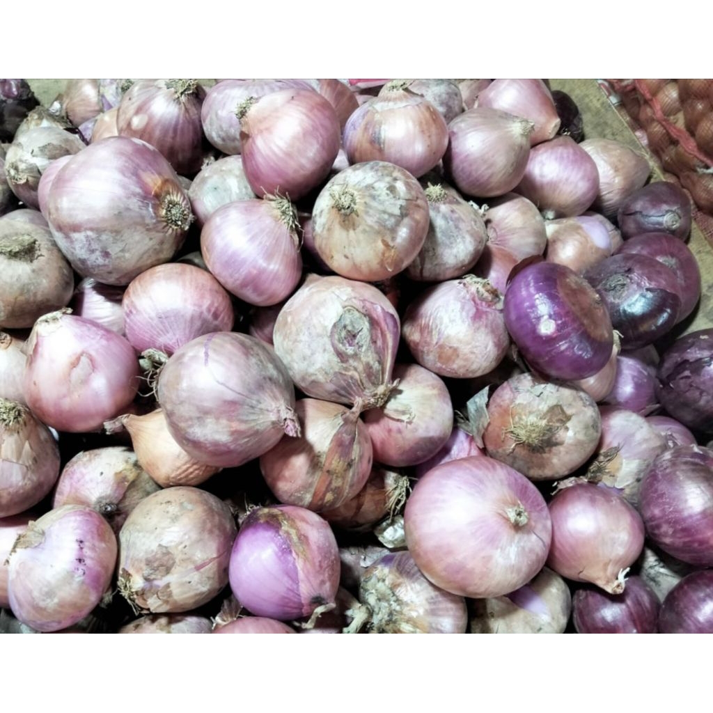 Bawang Bombay MERAH Segar Fresh 1kg