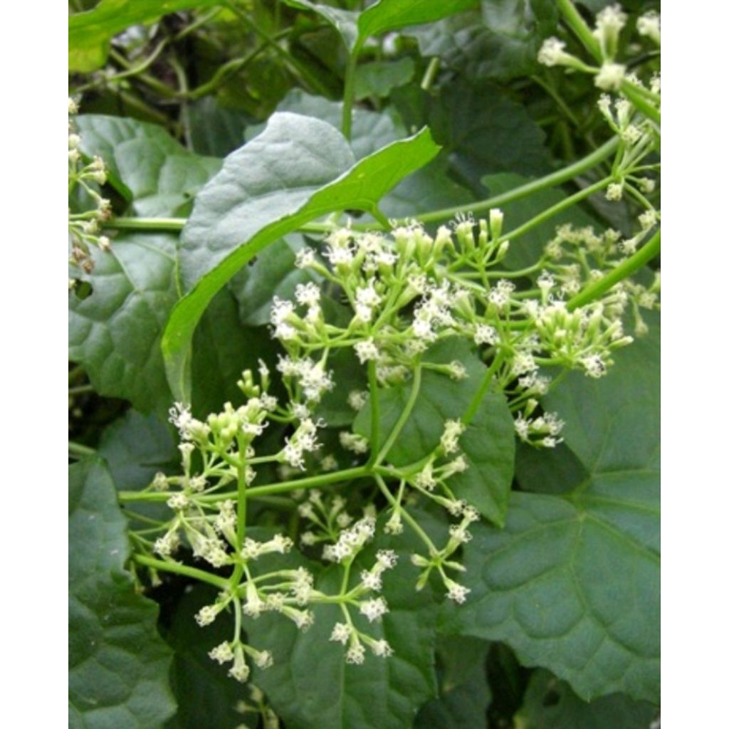 

mikania micrantha alias daun sembung rambat 100 gram