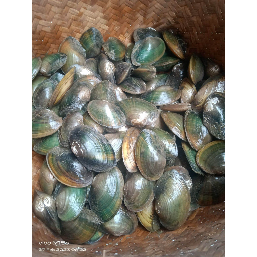 Kijing Sawah | Kerang Air Tawar | 1kg