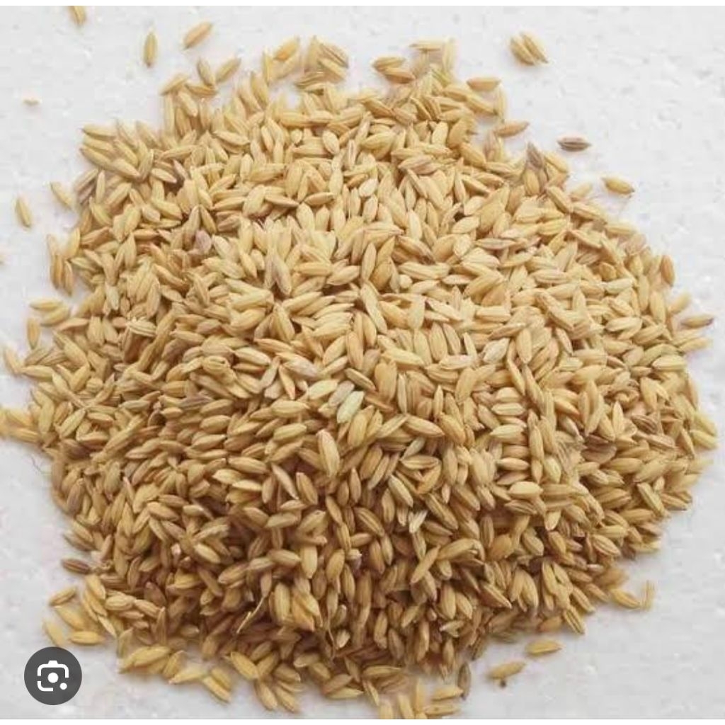 

padi torondol super bentuk gabah panjang beras putih pulen 1 kg