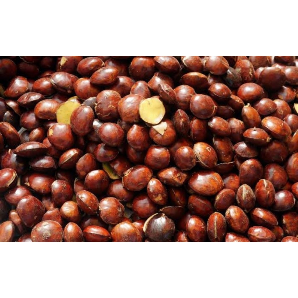 

JENGKOL Fresh tua super besar per [kg]