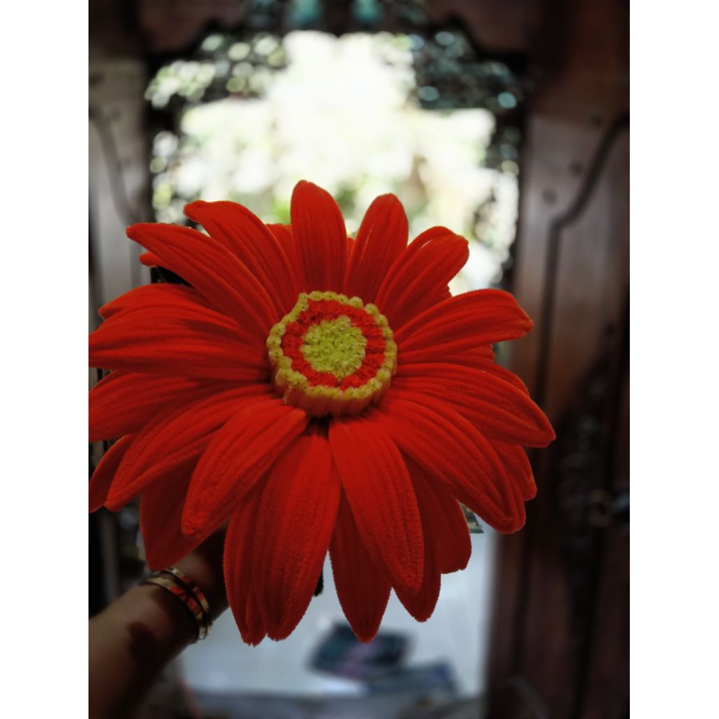 bunga matahari jumbo