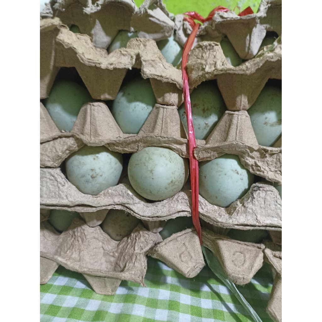 

TELOR BEBEK MENTAH ORGANIK ISI 10 Butir