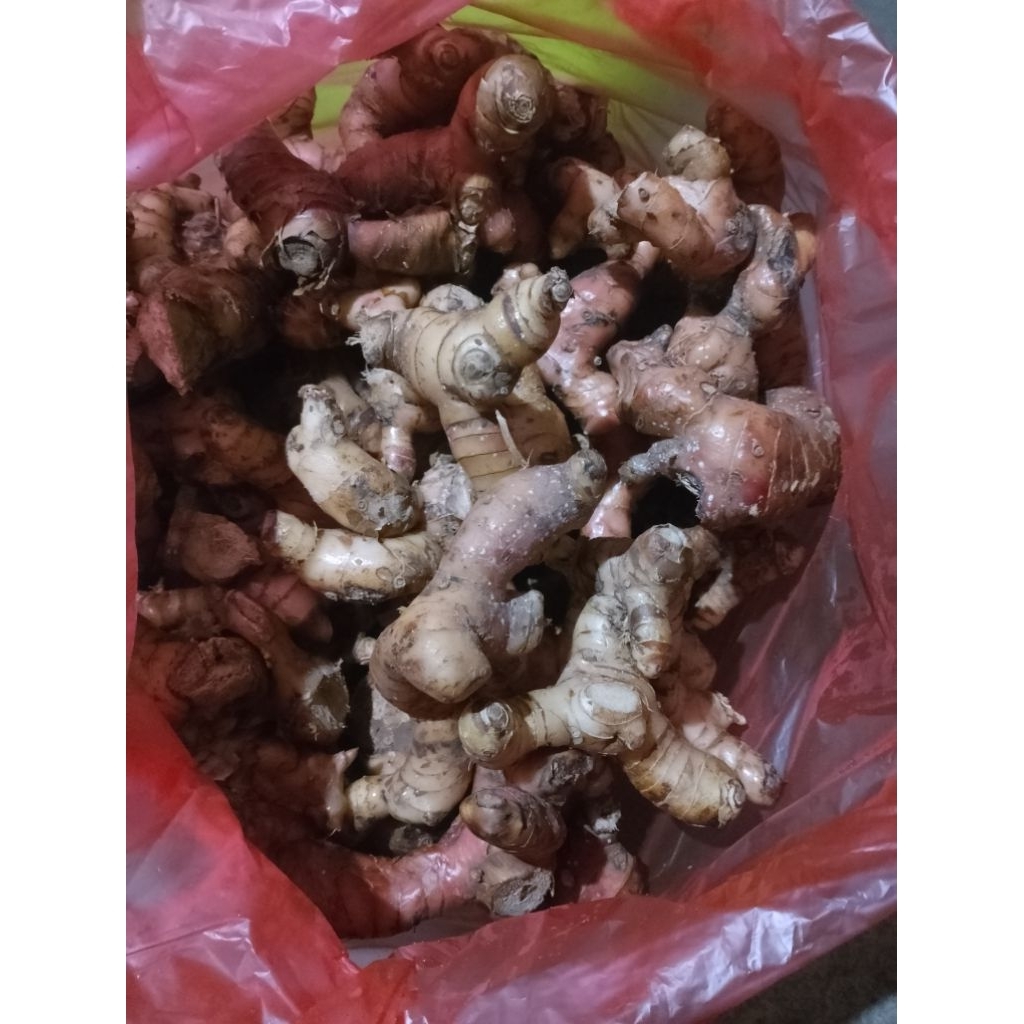 

Lengkuas Sayur Rempah