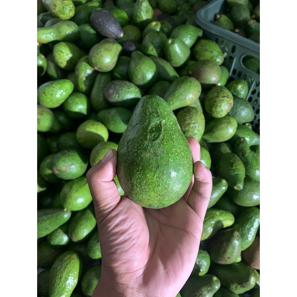 

Alpukat Mentega Lokal Ukuran Besar 1 kg isi 4 buah bisa Cod