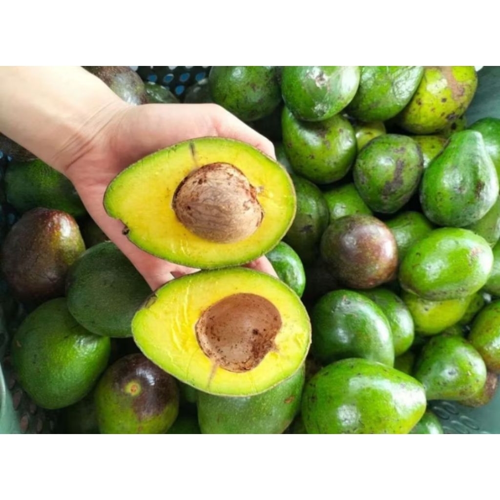 

alpukat mentega 1,KG kondisi mentah ready siap kirim