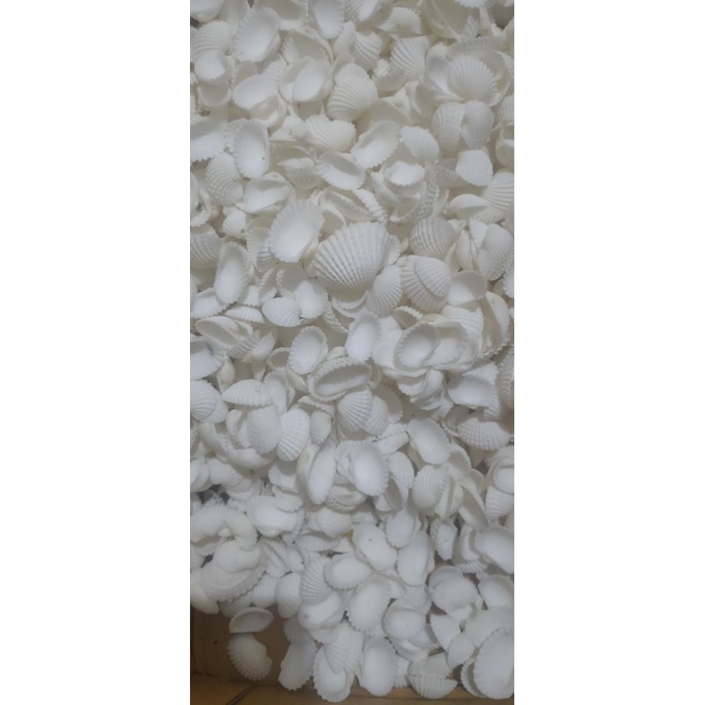 Kerang hias (kerang dara)