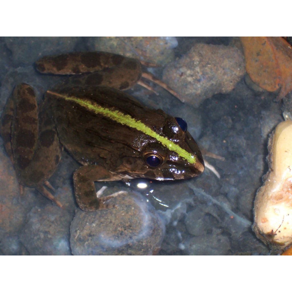 limbata wc rim enak mental enak