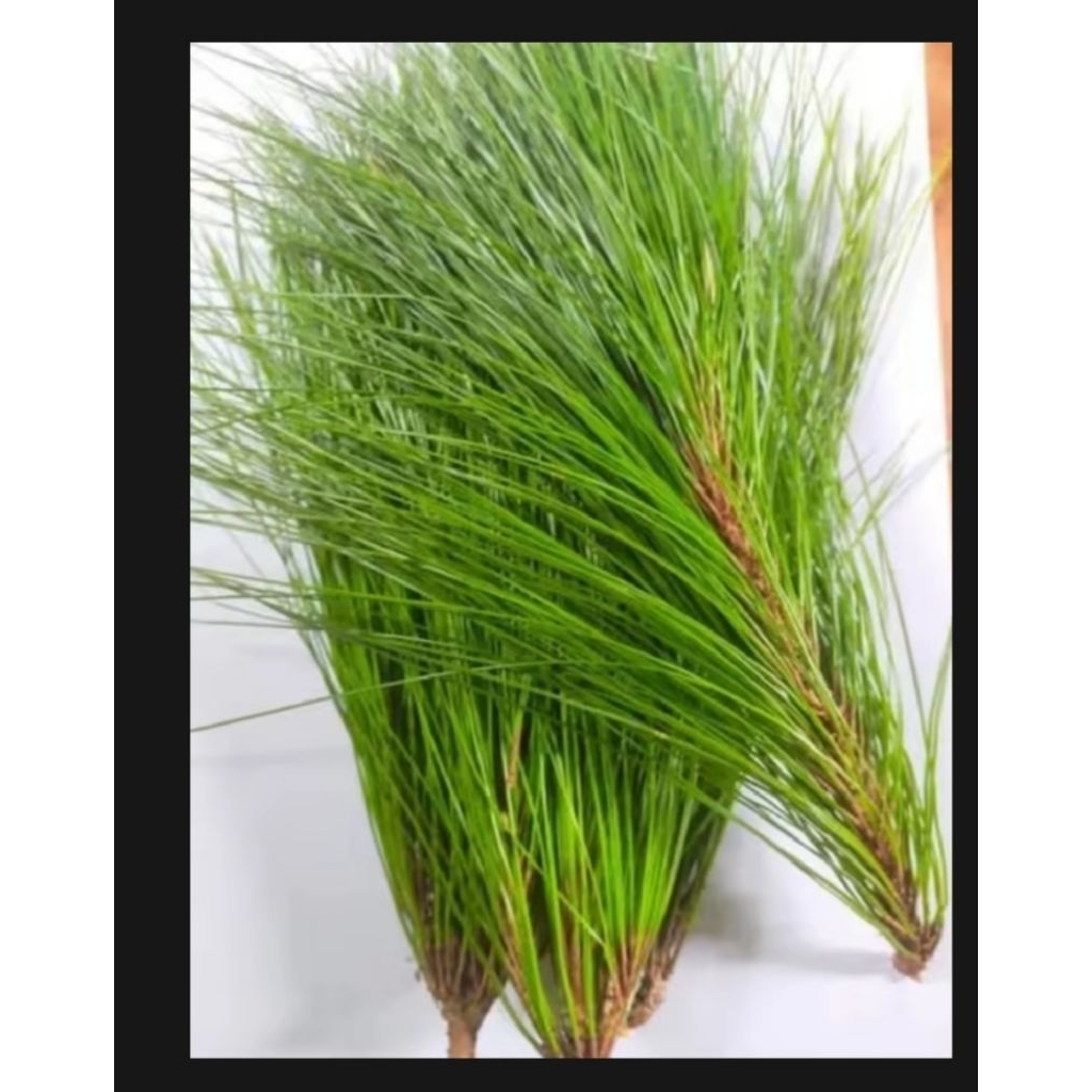 

Daun pinus segar 1 Kg