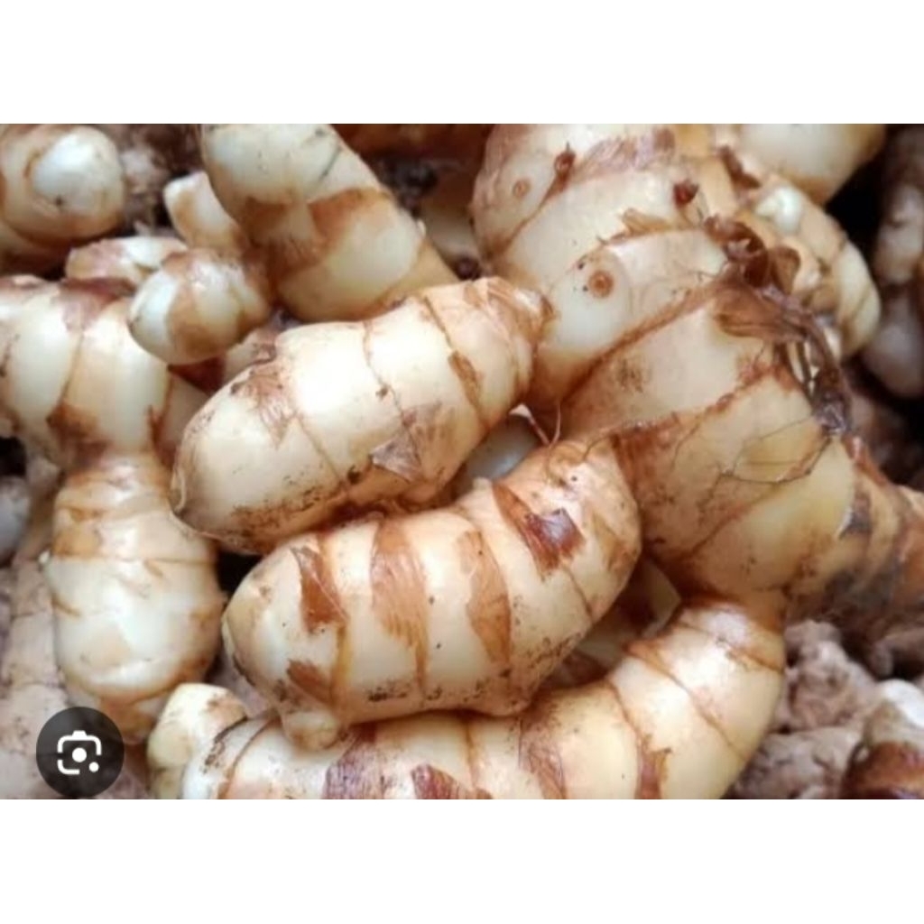 

kunyit putih masih segar 500 grm