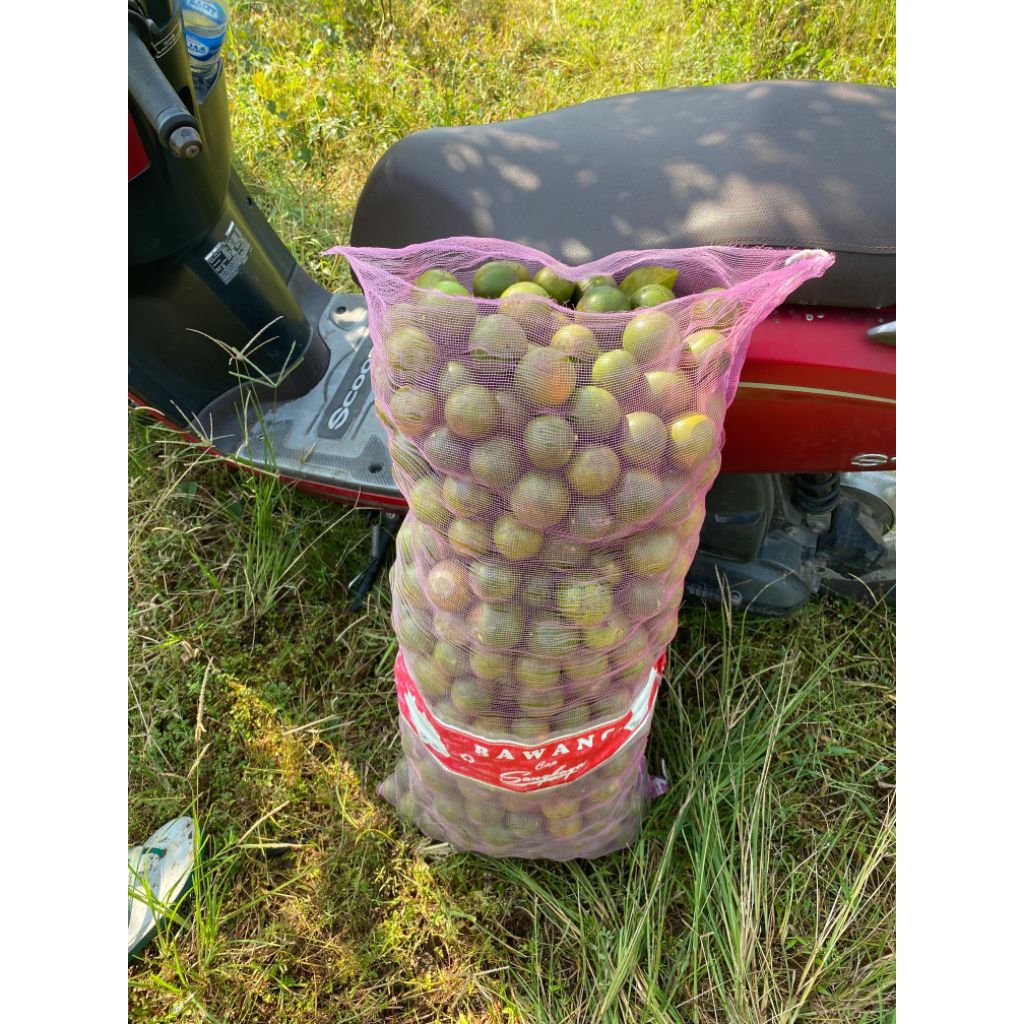 

Jeruk Peras segar fresh langsung di petik dari kebun ketika ada pesanan