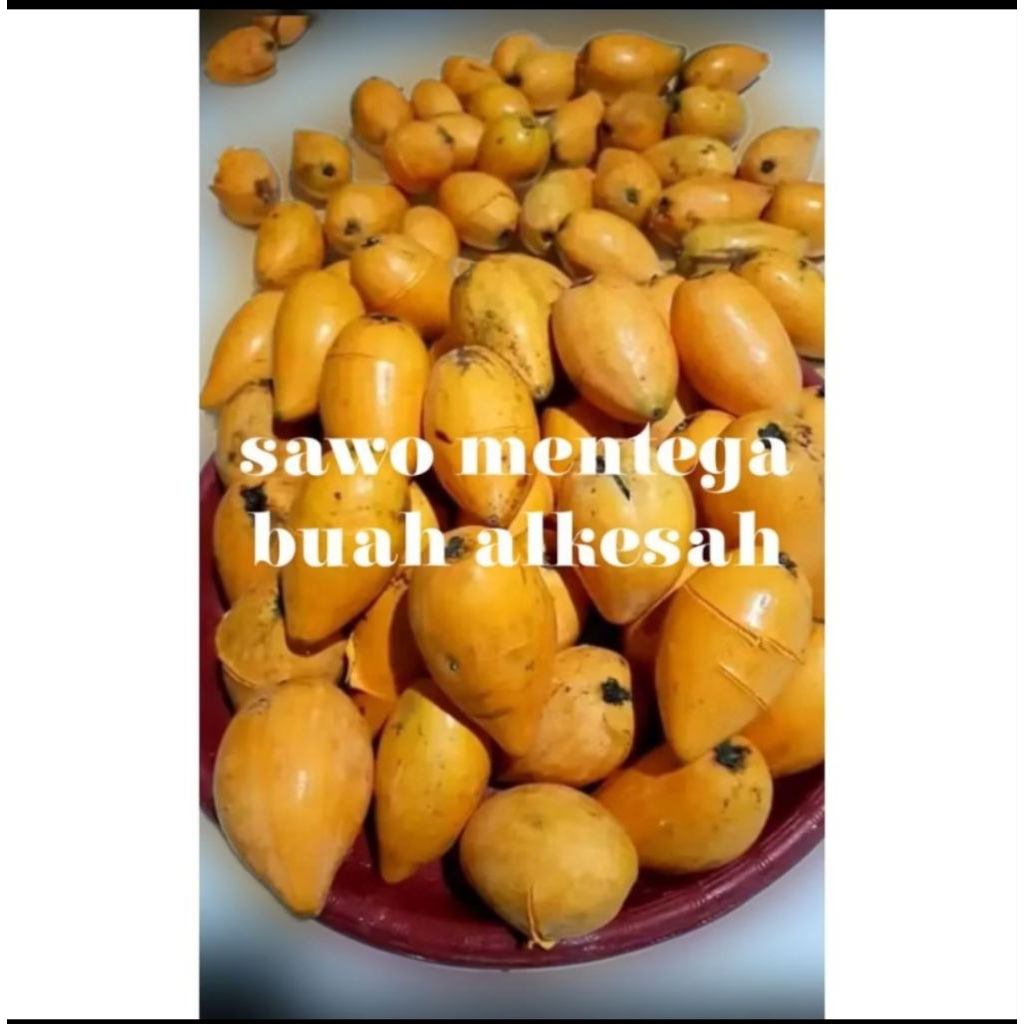 

alkesah/sawo belanda