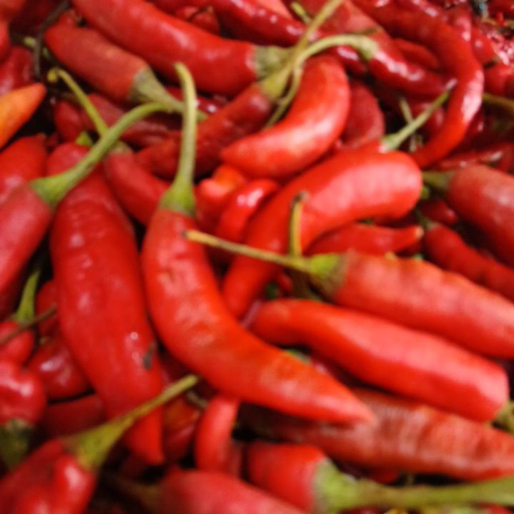 

cabe tanjung merah seperampat