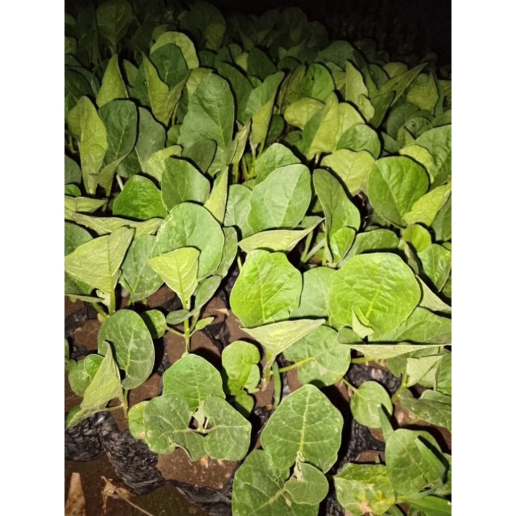 

Promo bibit terong ungu beli 2 gratis 1(bonus pupuk)