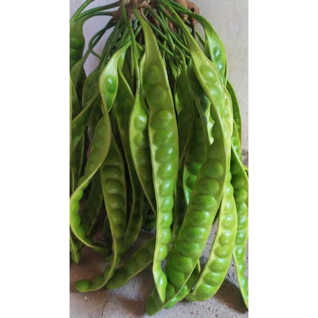 

PETE SUPER PREMIUM ISI 10 LONJOR