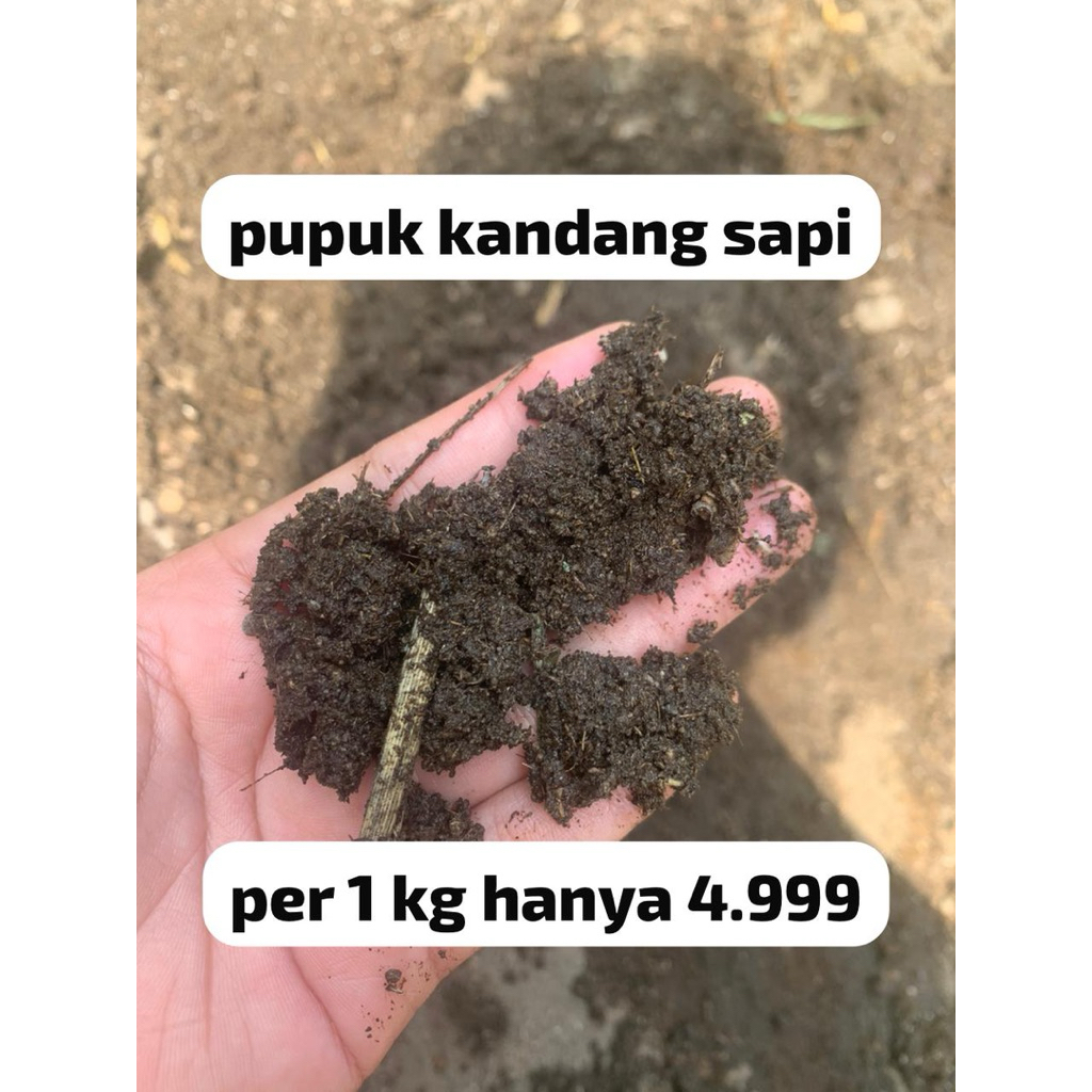 PUPUK KANDANG SAPI