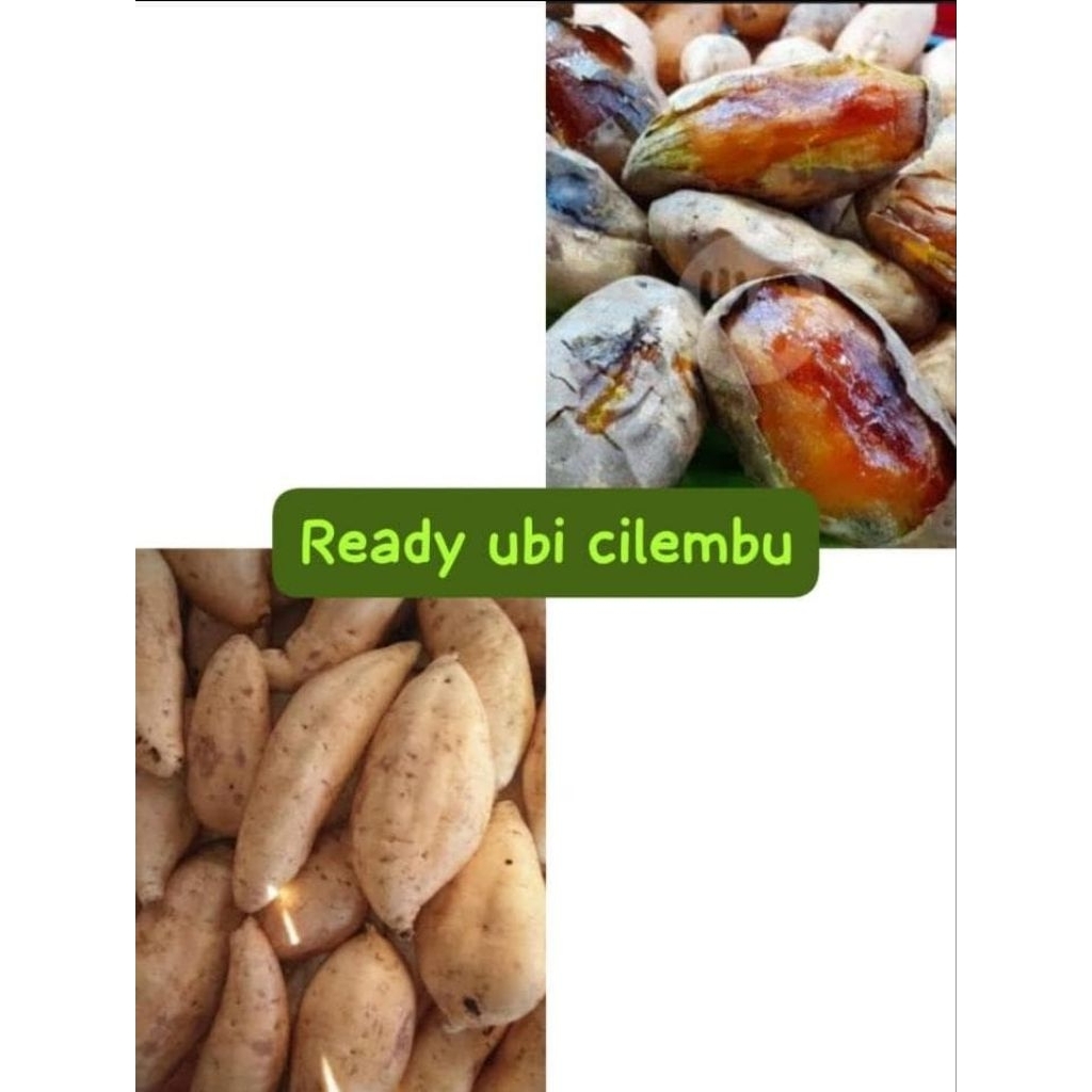 

UBI CILEMBU UBI MADU PO BARANG BAGUS