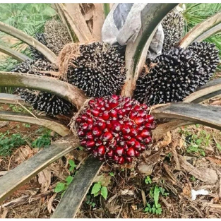 Benih Sawit Unggul GOLDEN TENERA bersertifikat Asli