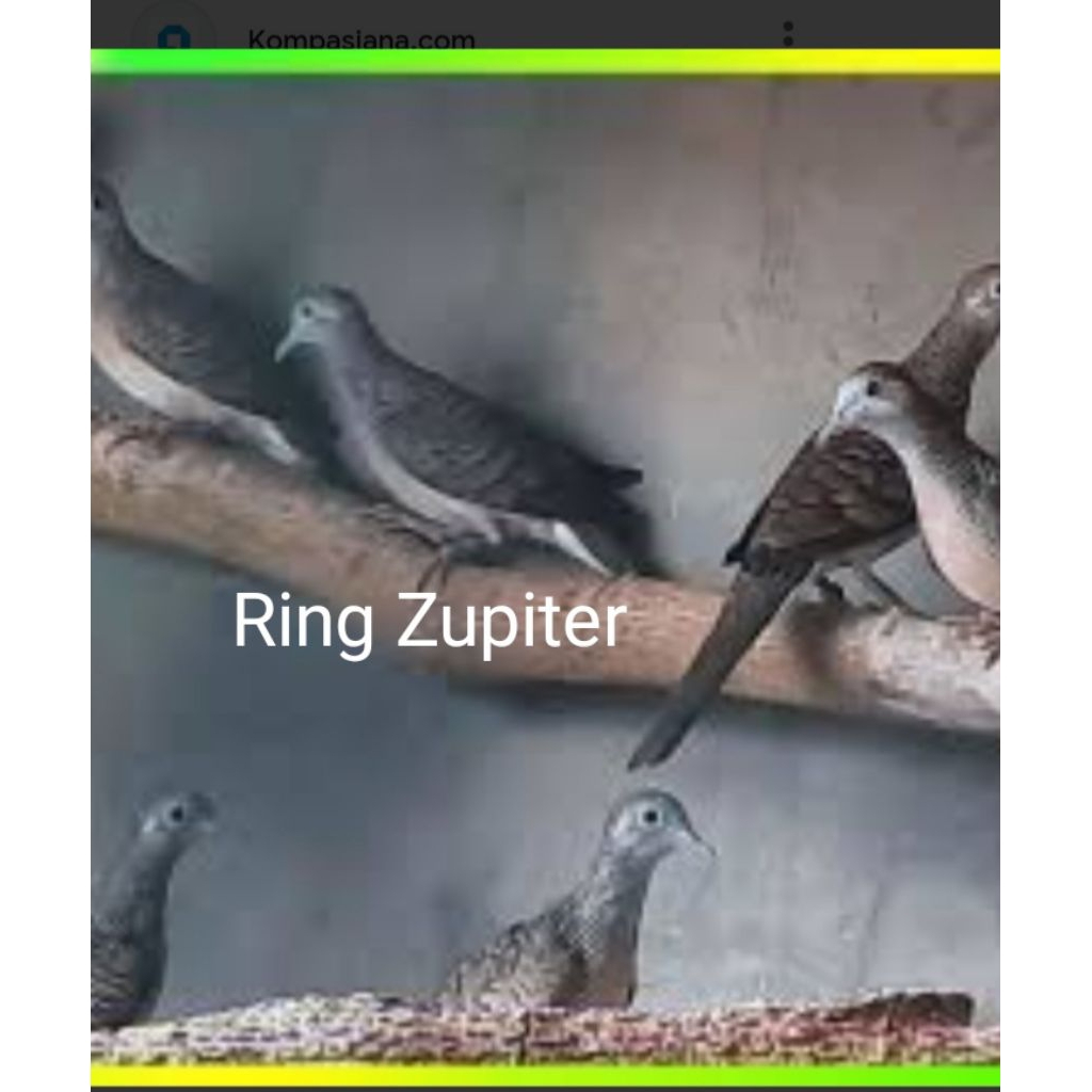 perkutut Bangkok ring Zupiter