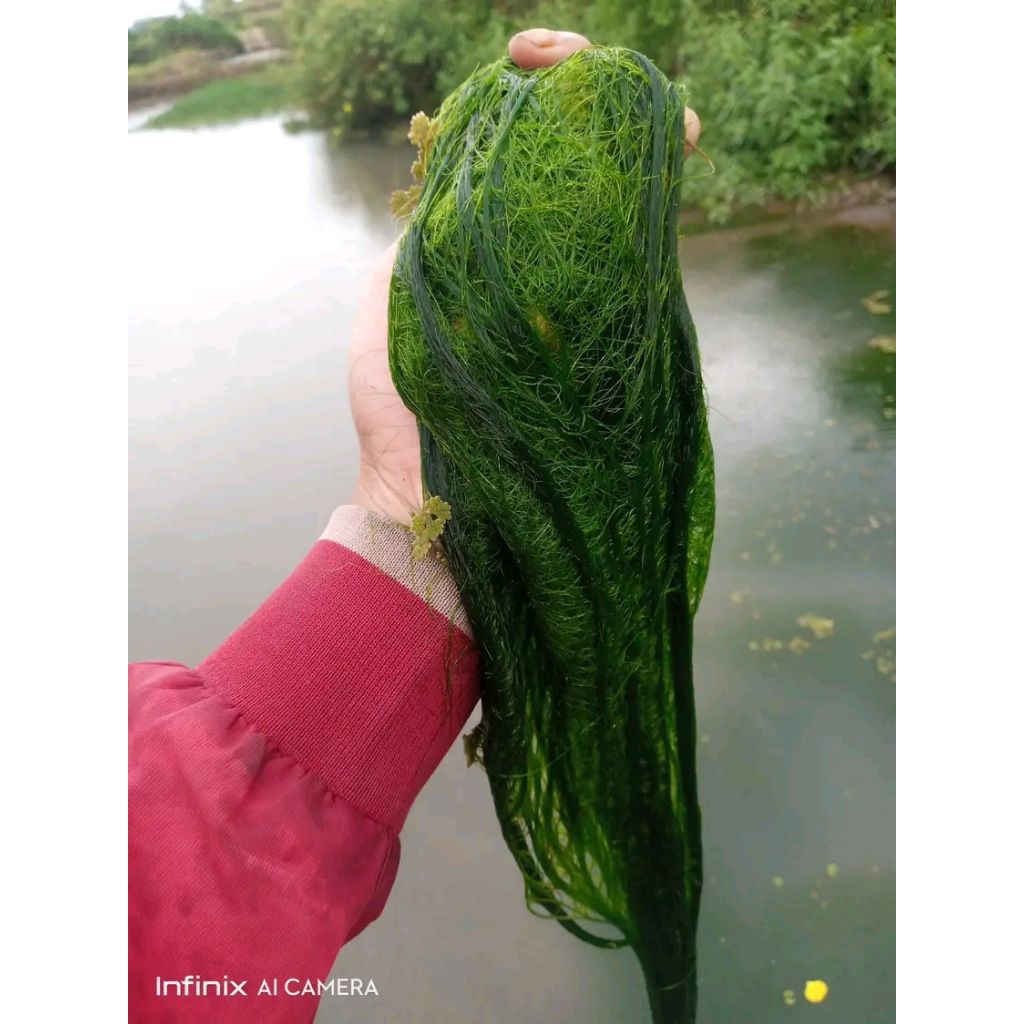 

lumut segar 250 gram / seperapat