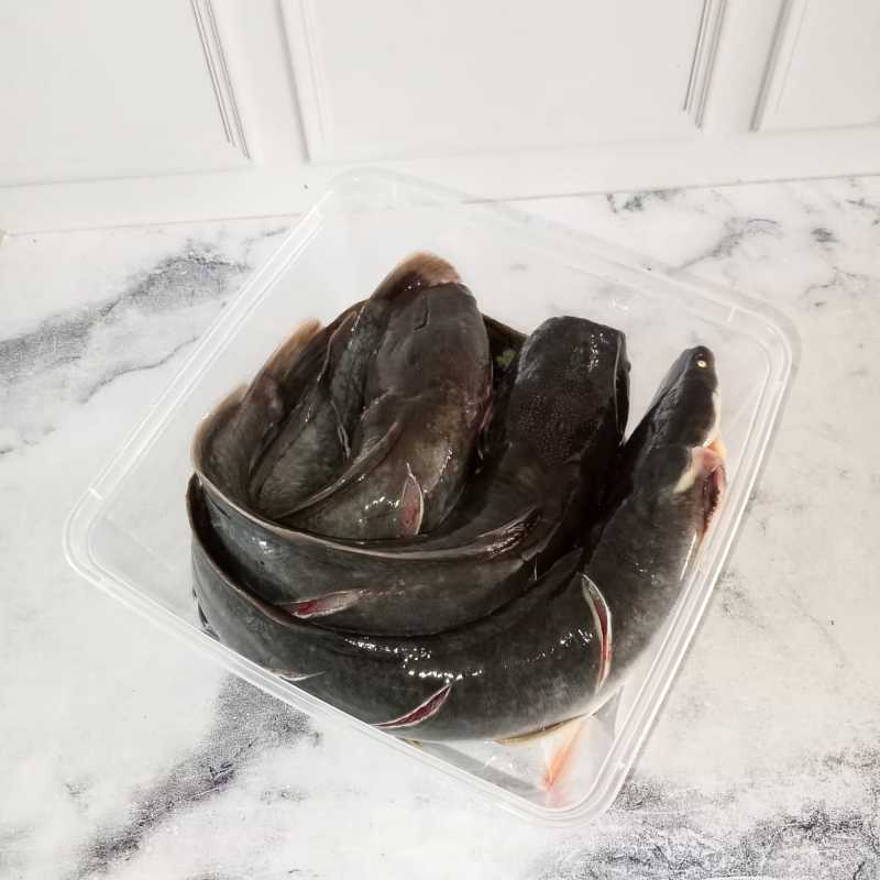 

Ikan Lele Segar Sudah Di Bersihkan Fresh