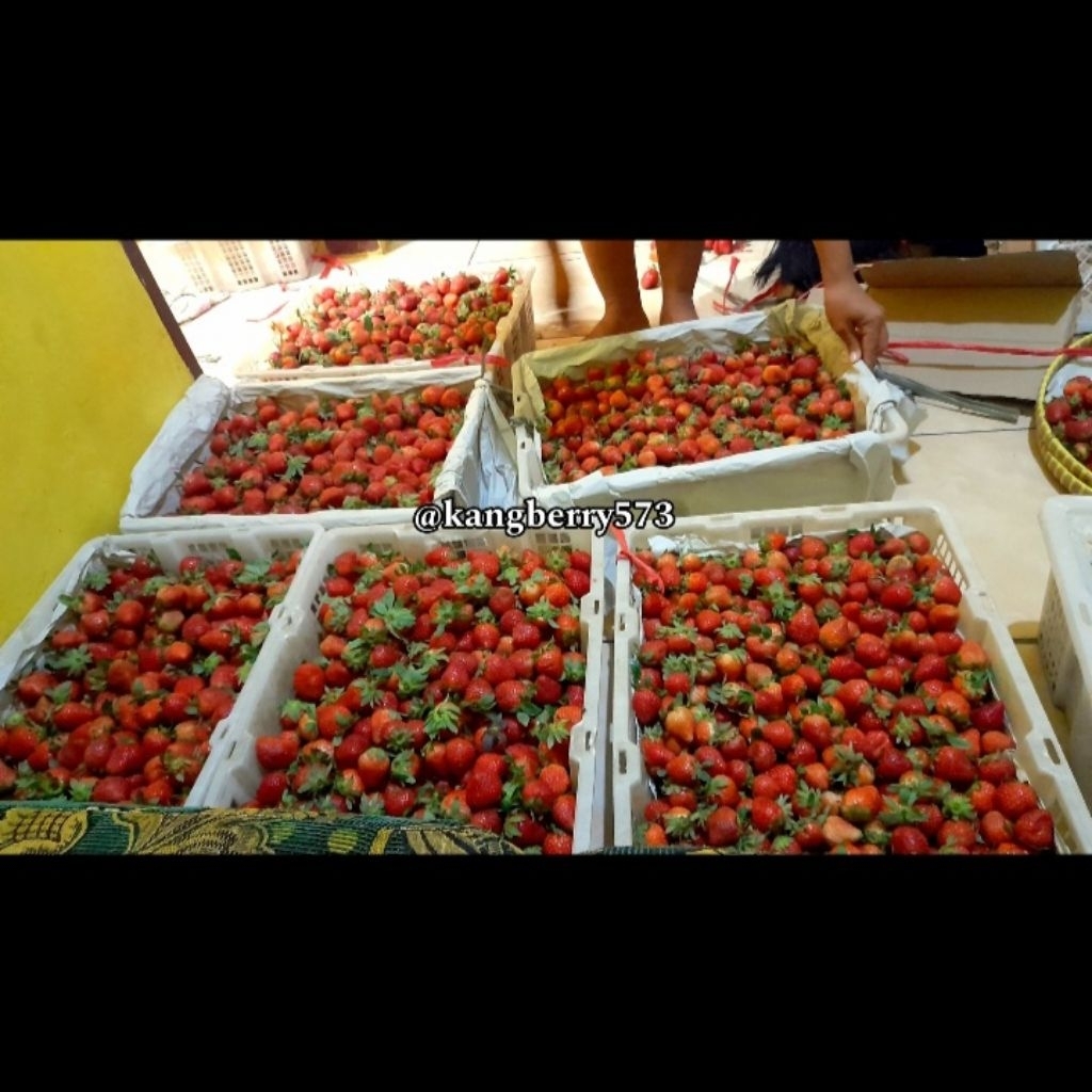 

STRAWBERRY FRESH Ab CURAH 5 KG