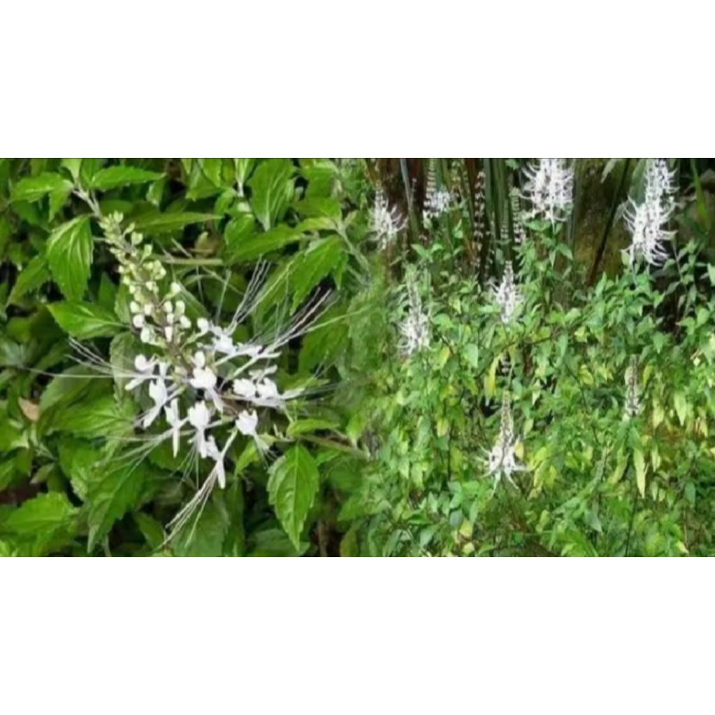 

terbaru Daun kumis kucing / 1 kg