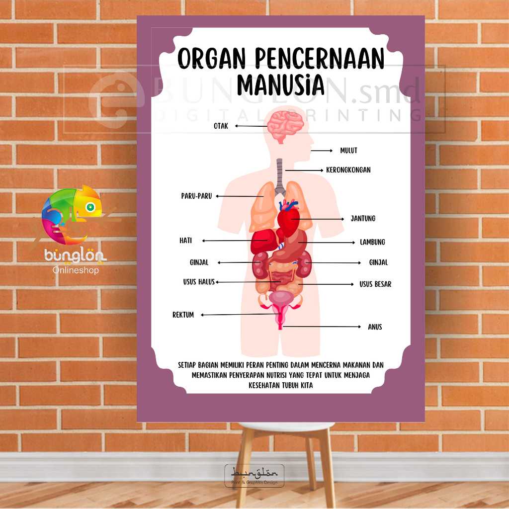 

Poster Organ pencernaan Manusia