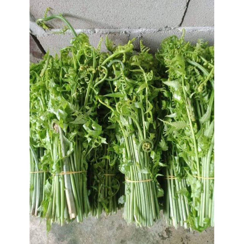 

1 ikat daun Pakis Fresh (Sayuran segar)