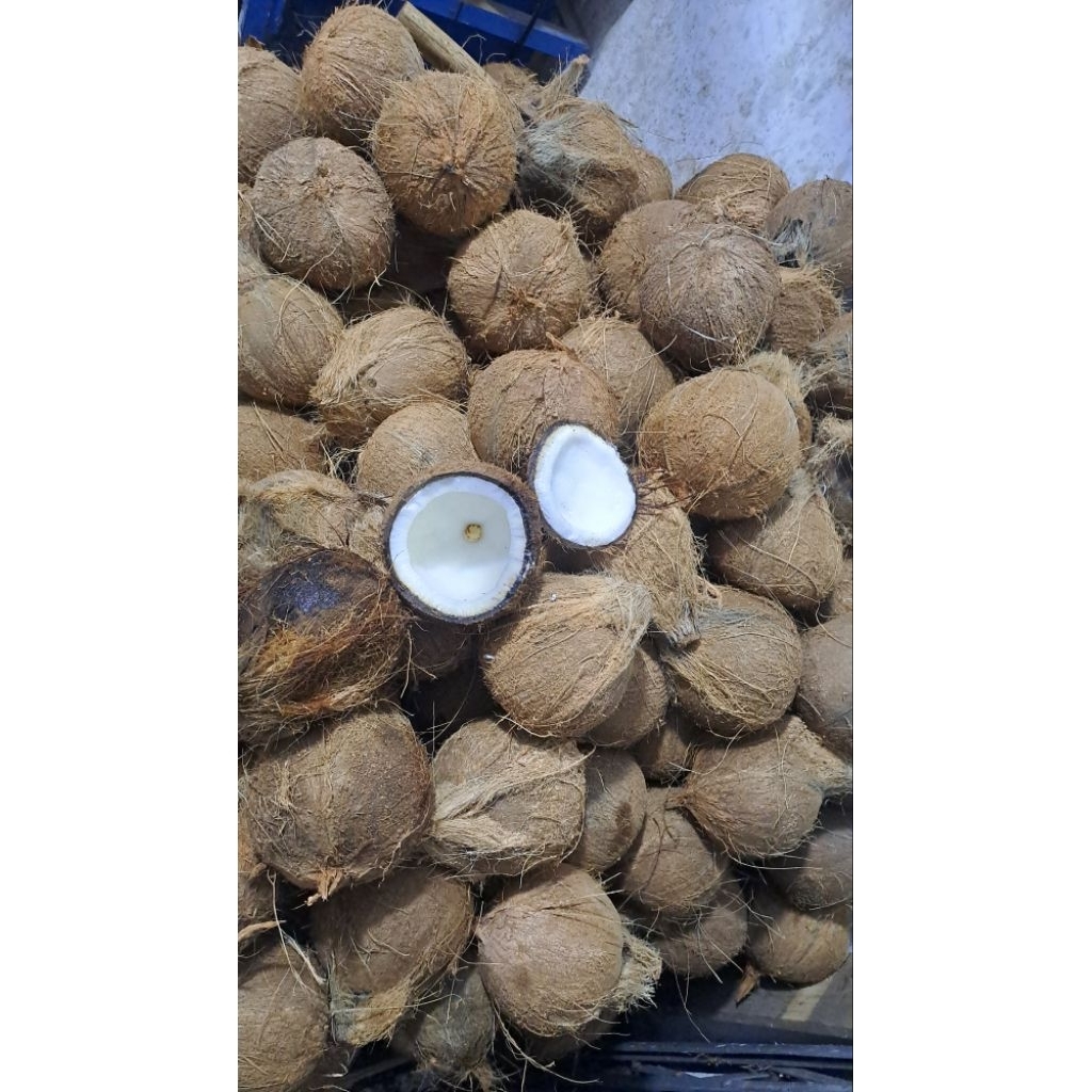 

Kelapa Tua untuk parut atau santan