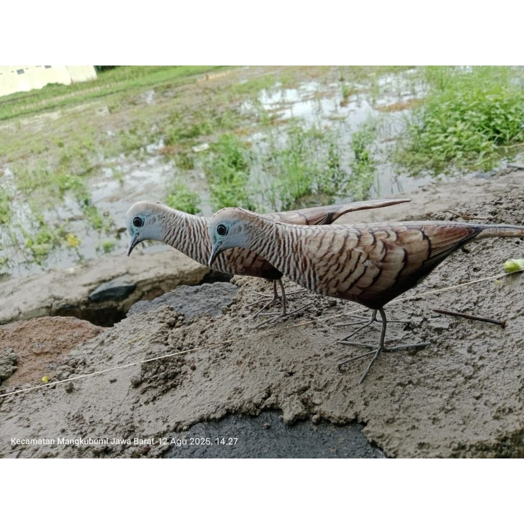(pancingan) jontrot burung perkutut (titiran)
