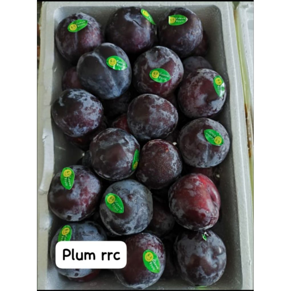 

plum RRC khusus Semarang