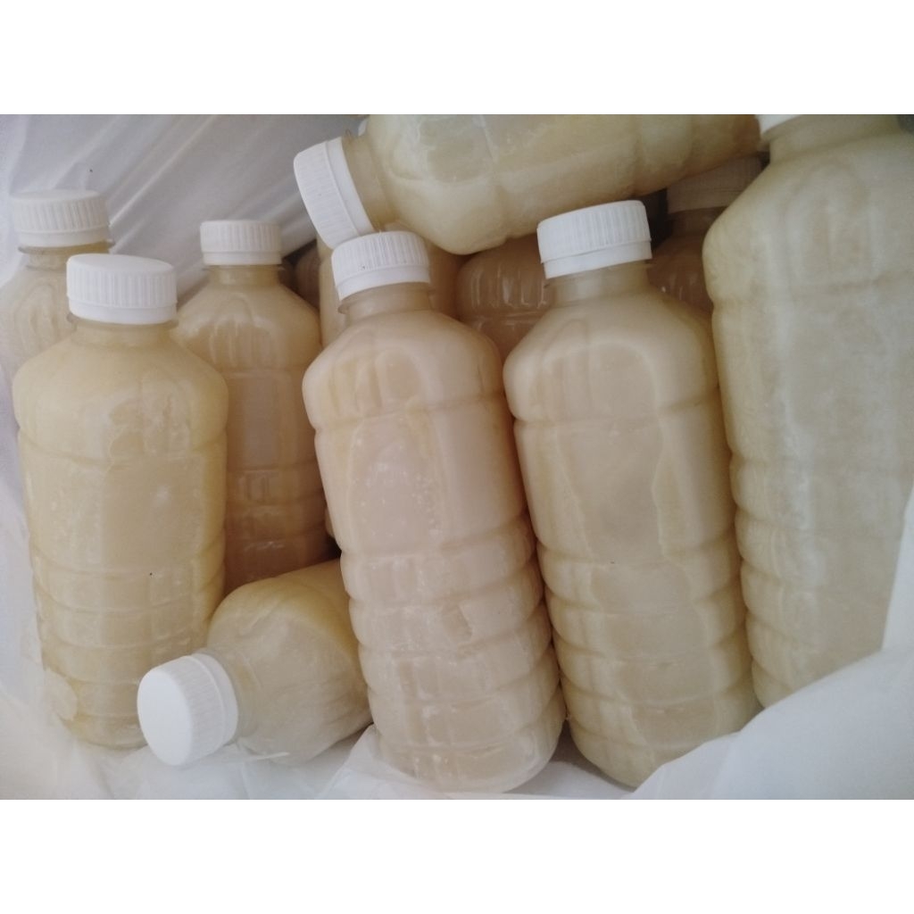 

Susu segar kambing Sanen